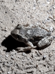 Alytes obstetricans almogavarii