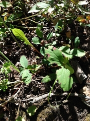 Fragaria