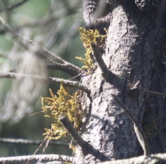 Arceuthobium littorum