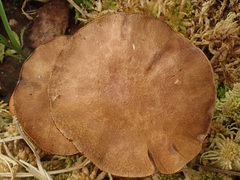 Cortinarius tubarius