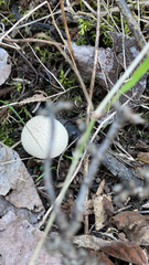 Lycoperdon perlatum