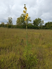 Silphium laciniatum