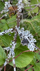 Hypogymnia physodes
