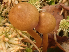 Cortinarius tubarius
