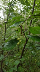 Alnus alnobetula