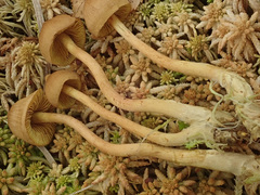 Cortinarius tubarius