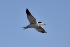 Sternula superciliaris