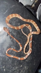 Imantodes gemmistratus