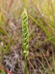 Spiranthes magnicamporum