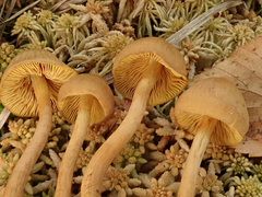 Cortinarius tubarius