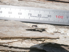 Dolichoderus scabridus