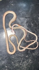 Imantodes gemmistratus