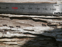Dolichoderus scabridus