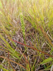 Spiranthes magnicamporum