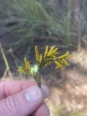 Arceuthobium littorum