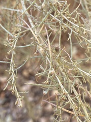 Aceria paracalifornica