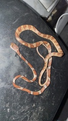 Imantodes gemmistratus