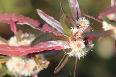 Alternanthera nodiflora