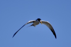 Sternula superciliaris