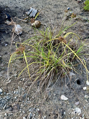 Cyperus javanicus observed 2022-08-07