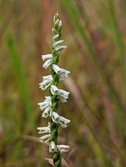 Spiranthes lacera gracilis