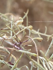 Aceria paracalifornica