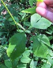 Cryptotaenia canadensis