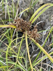 Cyperus javanicus