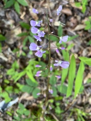 Desmodium ciliare