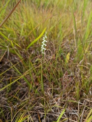 Spiranthes lacera gracilis
