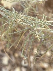 Aceria paracalifornica