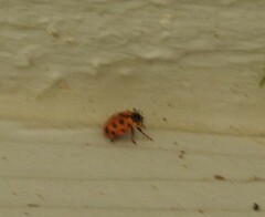 Hippodamia tredecimpunctata