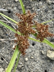 Cyperus javanicus