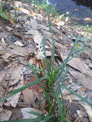 Liriope muscari