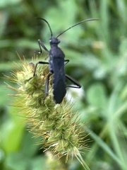 Alydus