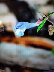 Scutellaria galericulata