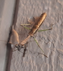 Stagmomantis carolina