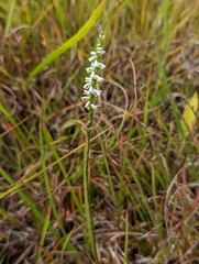 Spiranthes lacera gracilis