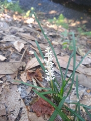 Liriope muscari