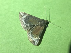 Hypena abalienalis