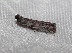 Cryptoblabes hemigypsa