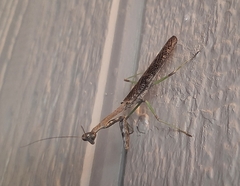 Stagmomantis carolina