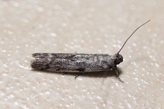 Cryptoblabes hemigypsa