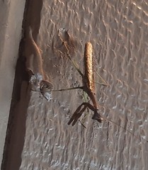 Stagmomantis carolina