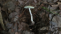 Validae