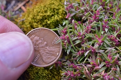 Polygonum polygaloides