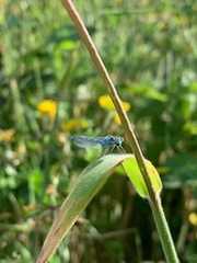 Enallagma carunculatum