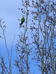 Polytelis swainsonii