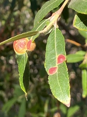 Euura californica