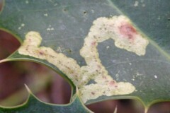 Phytomyza ilicis